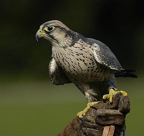 Falke bei einer Falknereivorführung