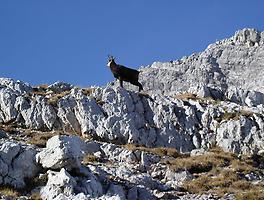 Gämse im Spätherbst, Leoganger Steinberge, Tirol., Foto: Stefanski. Aus: Wikicommons unter CC 