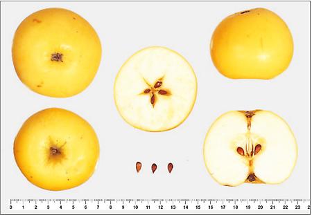 Gelber Edelapfel