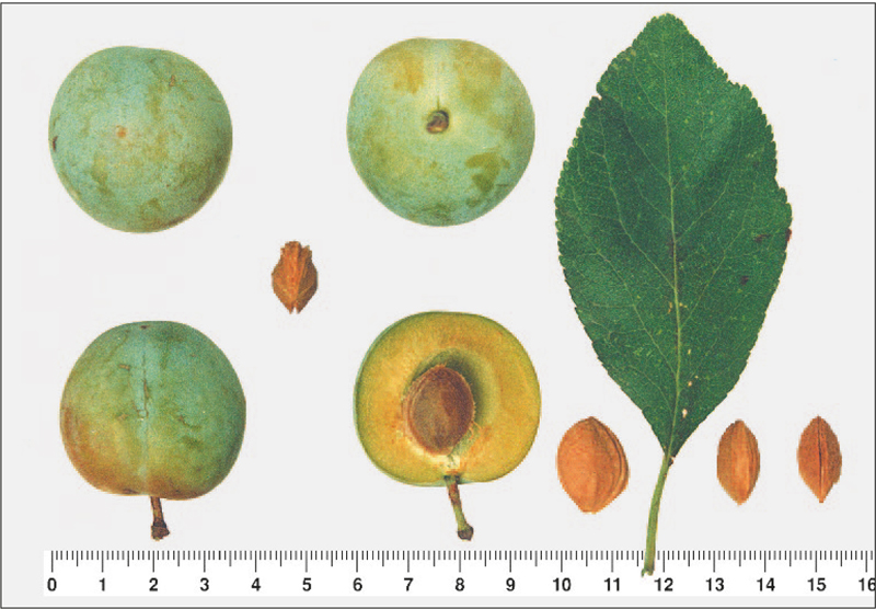 Große Grüne Reneklode | Heimatlexikon | Kunst und Kultur im Austria-Forum