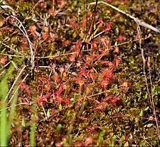 NP09_Sonnentau_Verein Naturparke Niederösterreich.jpg