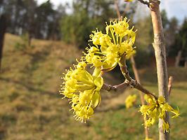 Kornelkirsche Blüte