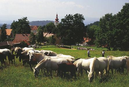 Gestüt Piber