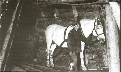 Grubenpferd im Bergbau Seegraben