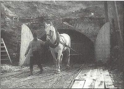 Grubenpferd im weststeirischen Kohlenrevier