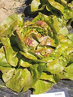 Forellensalat_SA080_2M.jpg