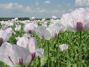 Waldviertler Graumohn