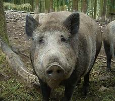 Wildschwein