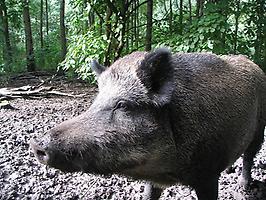 Wildschwein