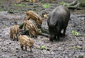 Wildschwein