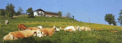 Hochkogel-Weide bei Gresten