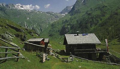 In der Nähe der Äußeren Steiner-Alm gedeiht viel Edelweiß.