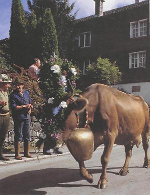Tradition wird im Bregenzerwald noch immer groß geschrieben: Festlich geschmückte Kuh beim Almabtrieb