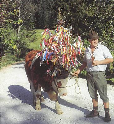 „Aufgekränzter Almabtrieb': Haller-Alm bei Bad Goisern.