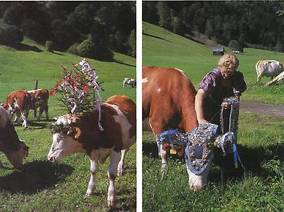 Nach dem Almabtrieb auf der Heimweide. - Der schöne Schmuck der Leitkuh wird daheim abgenommen und für das nächste Jahr aufbewahrt.