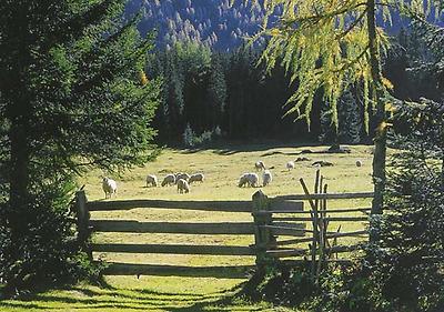 Schafe auf der Herbst-Nachweide im Tal.