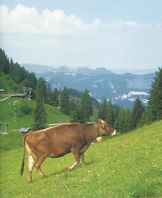 Andelsbuch: Die Alpe Vordere Niedere bietet eien hervorragende Sicht auf die Bregenzwälder Käsestraße.