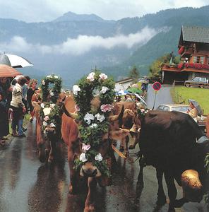 Auch ein Regentag kann den Eindruck des festlichen Alabtriebs in Schwarzenberg nicht schmälern.