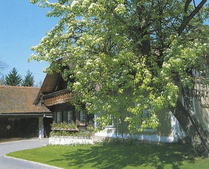 Mostbirnenbäume gehören zu jedem alten Bauernhaus.