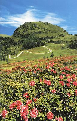 Die einfühlsame Trassenführung der Nockalmstraße beeinträchtigt die Landschaft in keinster Weise.