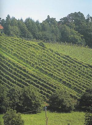 Landschaftlich ist der Hoferberg an der Römerweinstraße vom Weinbau und den beiden weithin sichtbaren Grabkapeüen geprägt.