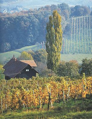 Klassisches, südsteirisches Weinland: schlanke Pappeln und schnurgerade Rebenzeilen.