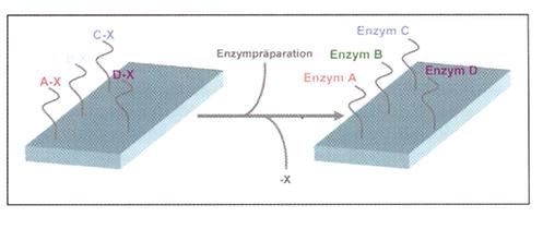 Mikroarray spezifischer Molekülsonden für die simultane Bestimmung verschiedenartiger Enzyme in einer Probe.