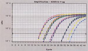 Amplification-Plot einer Real-time PCR mit einem Truthahn-spezifischen System