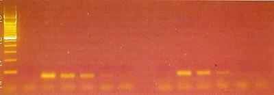 Gefärbtes Agarosegel mit Produkten einer PCR mit „Huhnspezifischen“ Primern