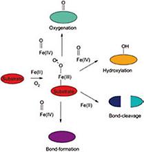 Mononukleare Nichthaem-Fe(II)-Zentren