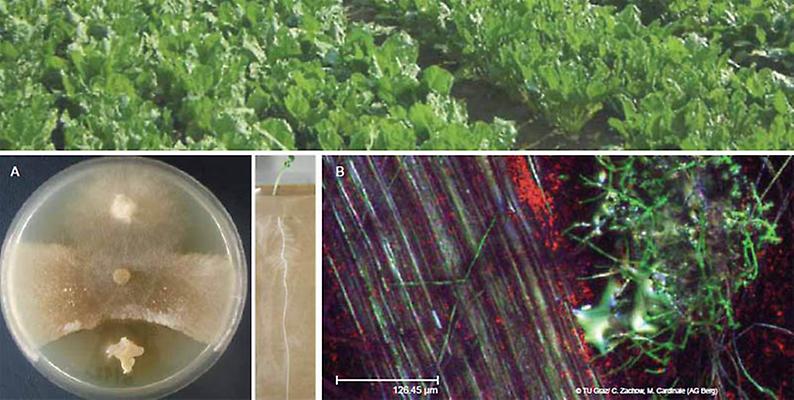 Bakterien assoziiert mit der Flechte Leconora polytropa