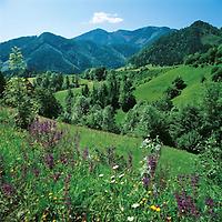 Landschaft am Saurüssel zwischen Weyer und Hollenstein