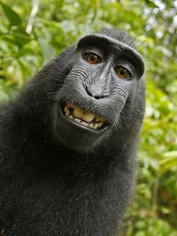 Das prominente Affen-Selfie: Selbstportrait mit Equipment von David Slater. (Foto: Public Domain)