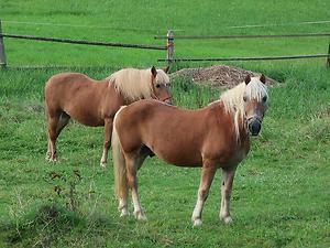 Der Haflinger ist noch heute bei manchen Tragtierkompanien im Gebirgseinsatz. (Foto: Martin Krusche)