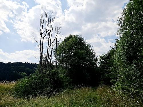 Auenlandschaft an der Raab.