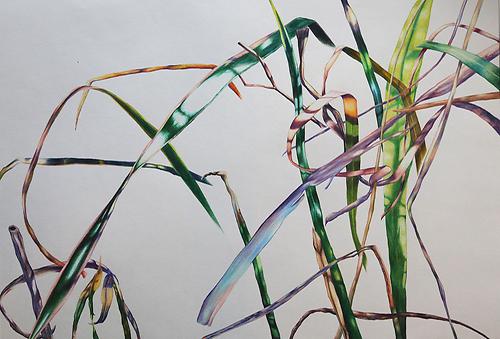 Monika Lafer, 2026, Freiberg, 38 x 55 cm, gerahmt in 60 x 80 cm, Buntstift auf Papier