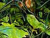 Bild 'lafer04'