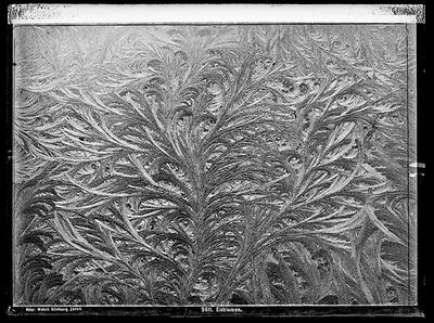 Die Natur, eine Grafikerin? Nein, es ist bloß Physik: Eisblumen auf einer Fotografie unbekannter Urheberschaft von circa 1909 (Schweizerische Nationalbibliothek).