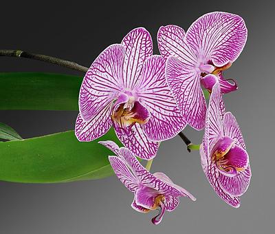 Die Natur, eine Künstlerin? Nein, es ist einfach evolutionär verfeinerte Biologie: Phalaenopsis cultivars (Foto: Mister rf, CC BY-SA 4.0)