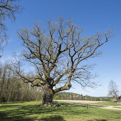 (Foto: Richard Mayr)