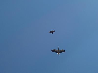storch versus krähe