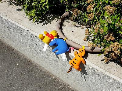 stets finde ich wildnis und zivilisation im ringen miteinander.