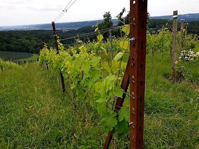 …oder ich sehe dem wein ein weilchen beim wachsen zu und freue mich aufs kommende.