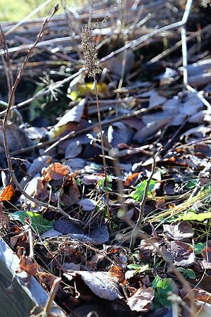 Stecklinge haben Wurzeln geschlagen