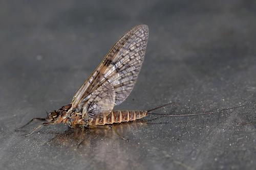 Rhithrogena germanica Märzbräune Rhithrogena germanica Märzbräune