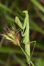 Mantis religiosa - Europäische Gottesanbeterin, Männchen (3)