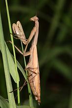 Mantis religiosa - Europäische Gottesanbeterin, Weibchen