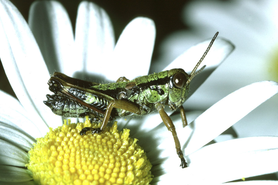 Miramella alpina - Alpine Gebirgsschrecke