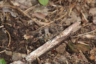 Oedipoda caerulescens - Blauflügelige Ödlandschrecke, Weibchen