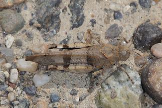 Oedipoda caerulescens - Blauflügelige Ödlandschrecke, hkbs